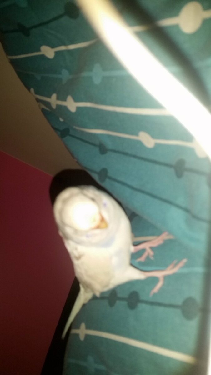 birbsofchaos's tweet photo. @stephan_xo @Angelicsilver39 Yes https://t.co/q6YVqNXQUY