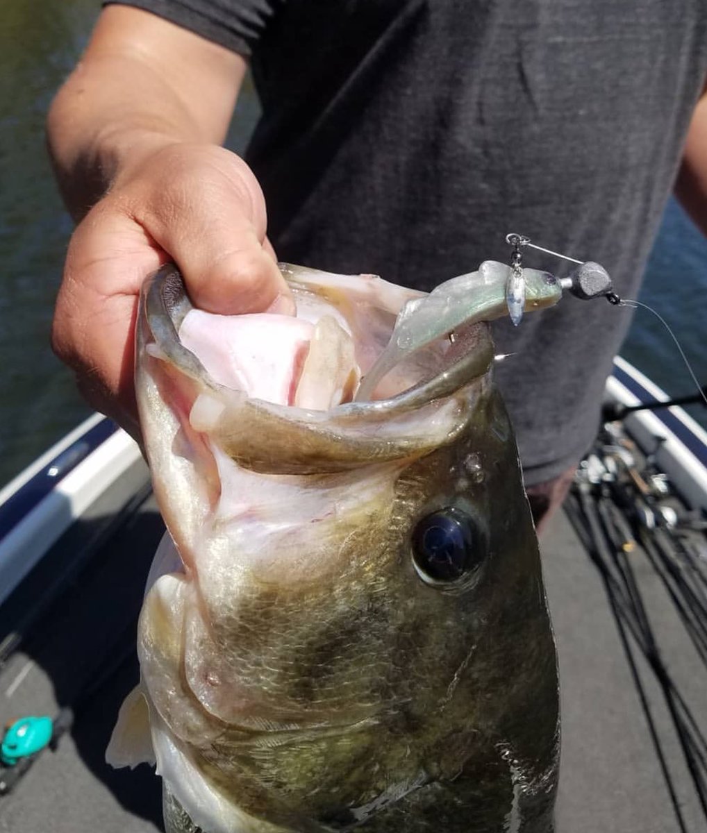 FishHeadSpin's tweet photo. Open Wiiide! Great Mouth Shot of our E-Series Hammer Spin by Fish Head Jeremiah Dietrich. 
#fishheadspin #fishing #bassfishing #catchthebeast https://t.co/fVvy5V0ndN