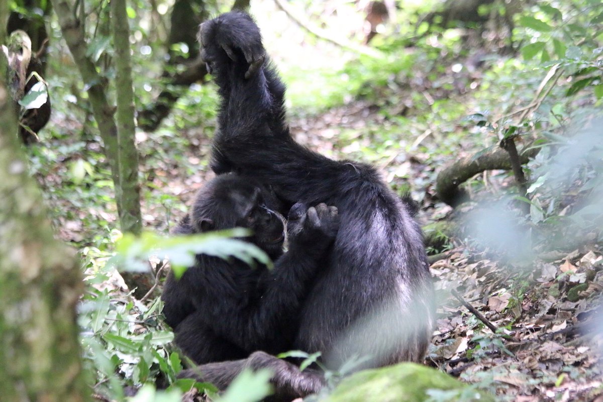 LivUniUganda's tweet photo. Chimpanzee high-arm grooming --sometimes known as hand-clasp grooming-- occurs when two grooming individuals each raise an arm and continue to groom with their free hand. It occurs in most, but not all, chimp populations. #LivUganda2019 #ChimpFacts 🦍🐒🐵 https://t.co/z1Kv1h3dzF