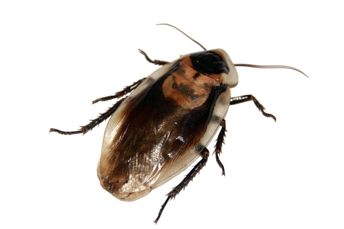 fuminorbilbao's tweet photo. Uno de los productos que más se utilizan para eliminar cucarachas son los cebos en gel. Pero, ¿sabías que hay especies de este insecto que han desarrollado aversión a él? https://t.co/N90xCNAFQp
#Fuminor #controldeplagas #cucarachas https://t.co/X9htNYjFFl