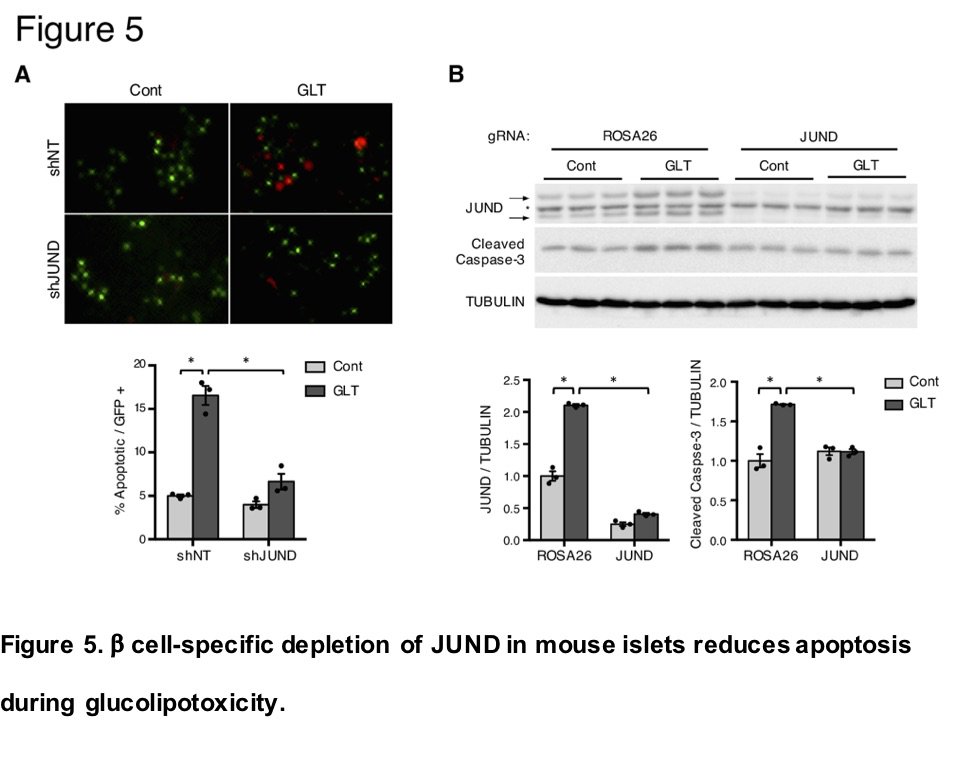 MolMetab's tweet photo. From  Stoffers, Birbaum et al: #JUND is a #stress-responsive factor in #βcells that contributes to #redox imbalance and #apoptosis during pathophysiologically relevant stress.
https://t.co/48nuPp1z14
#PDX1 #CRISPRCas9 #betacell #oxidativestress
@PennIDOM https://t.co/UFXoFfJiTd