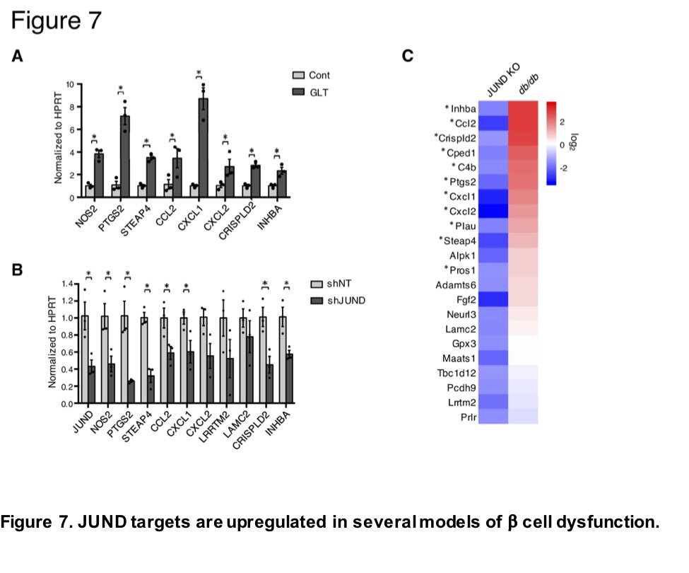 MolMetab's tweet photo. From  Stoffers, Birbaum et al: #JUND is a #stress-responsive factor in #βcells that contributes to #redox imbalance and #apoptosis during pathophysiologically relevant stress.
https://t.co/48nuPp1z14
#PDX1 #CRISPRCas9 #betacell #oxidativestress
@PennIDOM https://t.co/UFXoFfJiTd