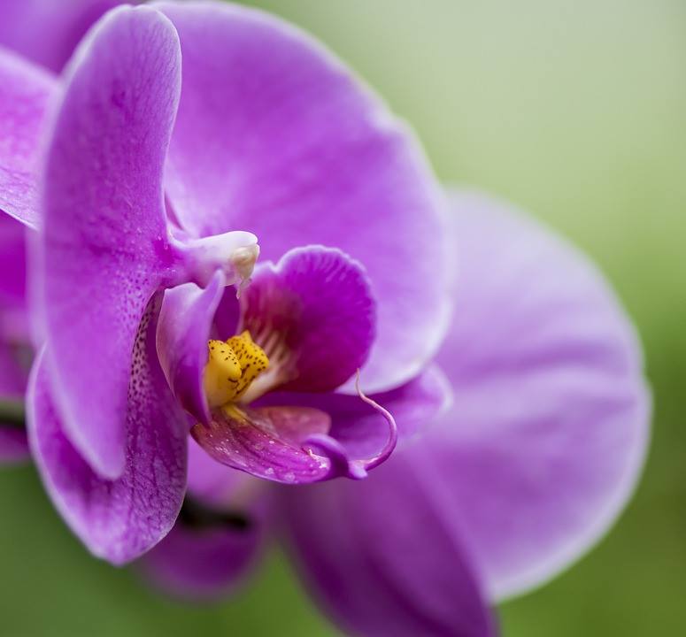 AurifyGaming's tweet photo. It’s #NationalOrchidDay!! What is your #favorite species of #Orchid? #beautiful #flower #orchids #flowers #celebrate https://t.co/q8fAsmSvH5