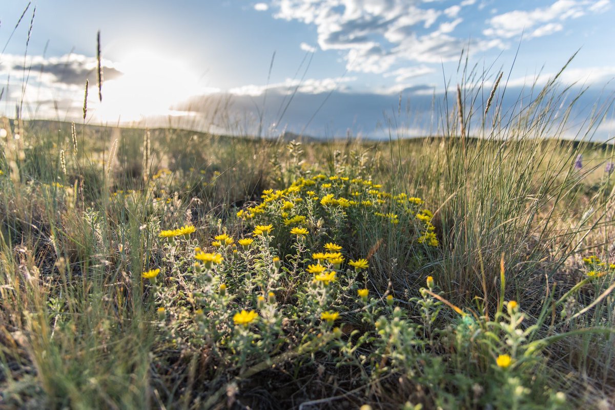 April showers bring some of Montana's over 1,500 species of wildflowers! #wideopenspaces #forevermontana #protectedinperpetuity
📷 Protected property between Bozeman and Clyde Park, MT