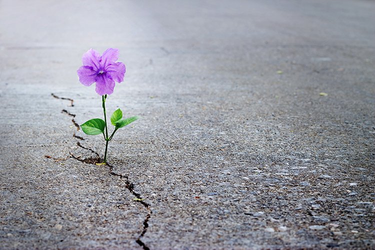 HallPaving tweet picture
