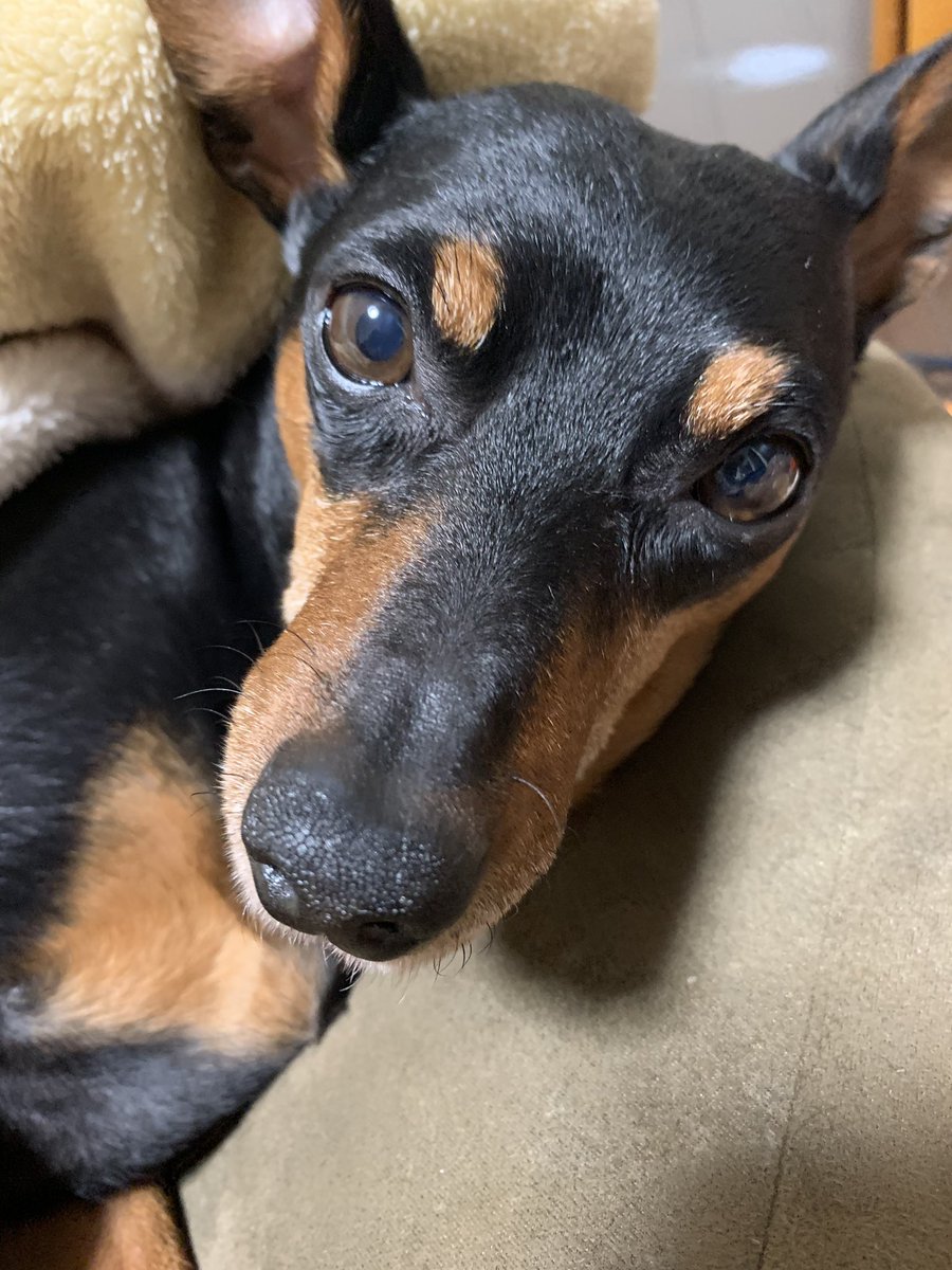 竜子 りょうこ 犬の暮らしと犬服 On Twitter ホラー終了 起きたら可愛いでしょ ミニピン ミニチュアピンシャー 犬バカ