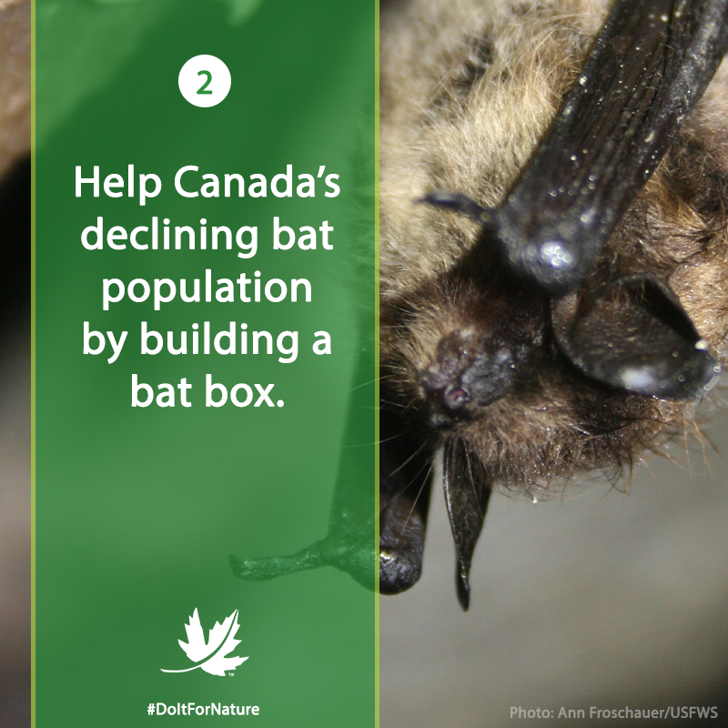 NCC_CNC's tweet photo. April 22 is #EarthDay! To celebrate, this week we’ll be sharing seven simple things you can do for nature. #DoItForNature 

Number 2: Build a bat box to help Canada’s declining bat population. Learn how here: https://t.co/uTt7N7c9Sm https://t.co/MsGagmkZN3