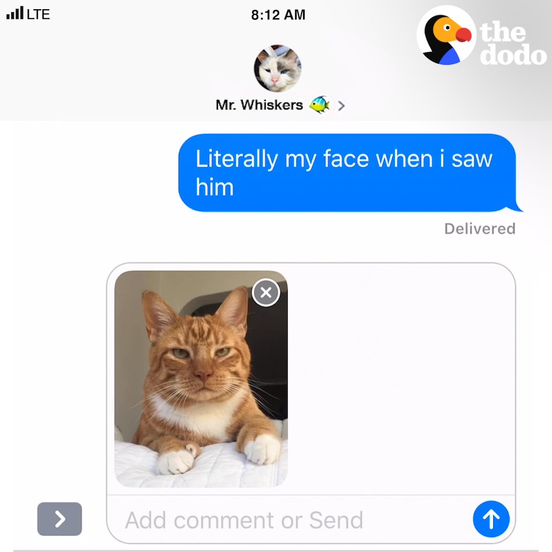 The Dodo On Twitter If Your Cat Could Text 
