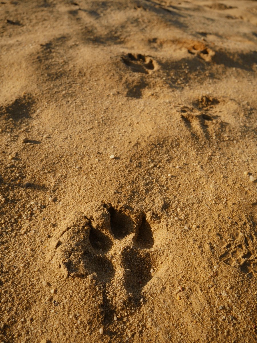 KUOW's tweet photo. Wolves have a way of revealing themselves, even if they don't want to. #THEWILDpod ๐ฒ๐บ๐ฒ https://t.co/Wue2MJUXt6