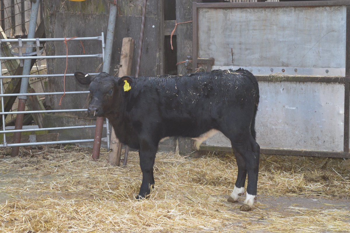 GenusABS's tweet photo. Take an ESPRESSO shot…
Congratulations to the Pain family, Staffs for selling this outstanding ABS Espresso sired three and a half week old bull calf for £360 today at Halls Shrewsbury! What a calf!
#GenusBeef #BenefitFromBeef https://t.co/vRecm0J2zL