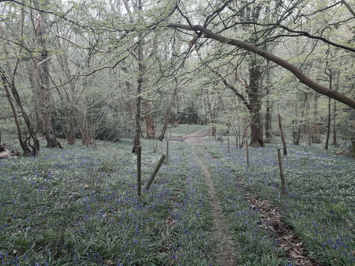 A few moments from the last couple days, Andy from <a href="/SussexGrazing/">Sussex WildlifeTrust</a> tagging the latest member of our grazing family and the carpet of bluebells and wood anemone at Marline meadows. <a href="/SussexWildlife/">Sussex Wildlife Trust 🦔</a> #LedermanTrainee