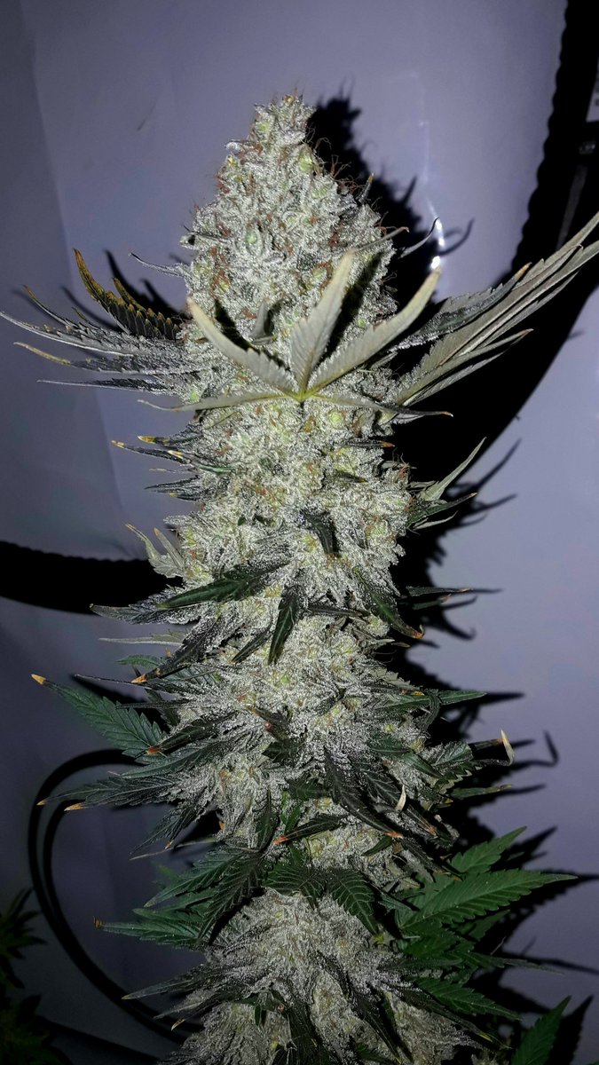 AdrycManellson's tweet photo. Muy Weed Día Verde, y Feliz esperamos mi Hada, la #Crew del #AdrycManëllsonTesterTeam @HempCropEs y yo desde nuestra Ensenada.
Hoy con #Gwyllion @GreenbudSeeds #HPS400Wts #RefPet y #MatanusK @GeaSeeds #LEC315Wts.
#LosMejoresHumos,
Paz, Olas, Semis,
Y Boong a Vuestra Salud 😎:-))) https://t.co/SzeKo9V95u
