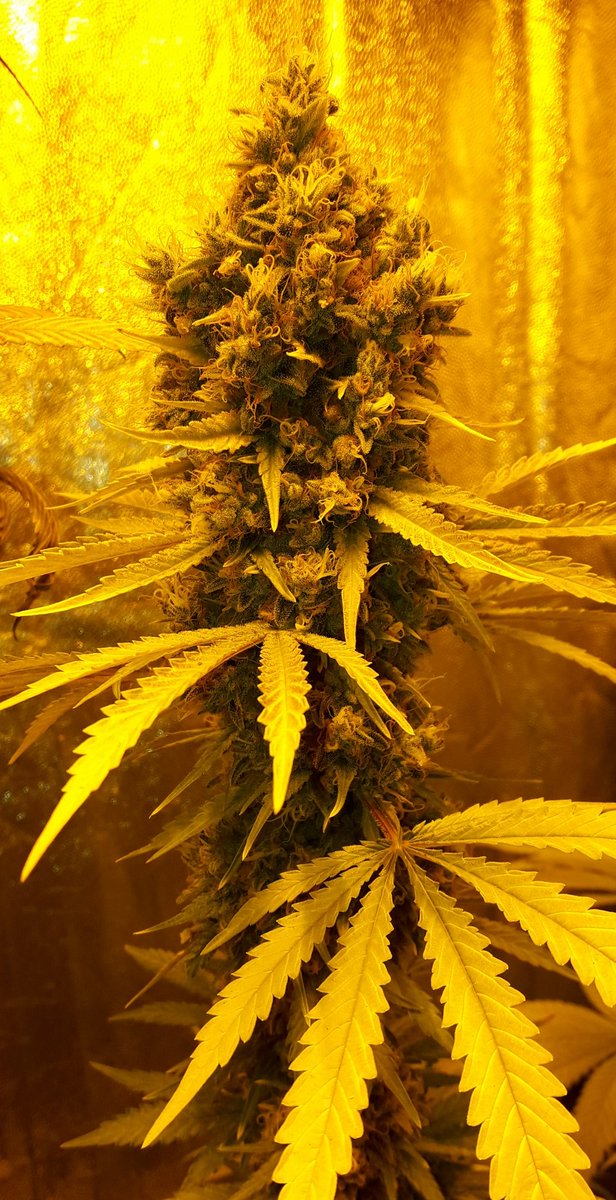 AdrycManellson's tweet photo. Muy Weed Día Verde, y Feliz esperamos mi Hada, la #Crew del #AdrycManëllsonTesterTeam @HempCropEs y yo desde nuestra Ensenada.
Hoy con #Gwyllion @GreenbudSeeds #HPS400Wts #RefPet y #MatanusK @GeaSeeds #LEC315Wts.
#LosMejoresHumos,
Paz, Olas, Semis,
Y Boong a Vuestra Salud 😎:-))) https://t.co/SzeKo9V95u