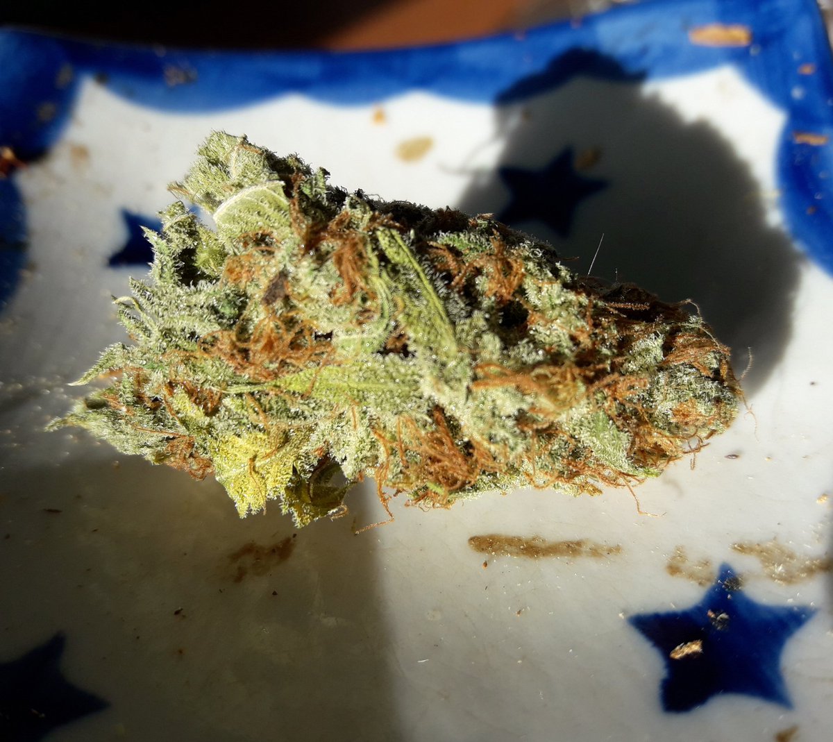 AdrycManellson's tweet photo. Muy Weed Día Verde, y Feliz esperamos mi Hada, la #Crew del #AdrycManëllsonTesterTeam @HempCropEs y yo desde nuestra Ensenada.
Hoy con #Gwyllion @GreenbudSeeds #HPS400Wts #RefPet y #MatanusK @GeaSeeds #LEC315Wts.
#LosMejoresHumos,
Paz, Olas, Semis,
Y Boong a Vuestra Salud 😎:-))) https://t.co/SzeKo9V95u