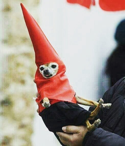 waniyanpi's tweet photo. Este #nazareno perruno os desea feliz #SemanaSanta 🐾🐕😜♥️
#waniyanpi #mascotasnaturales #snacks #snacksnaturales https://t.co/40QS8o0p3U