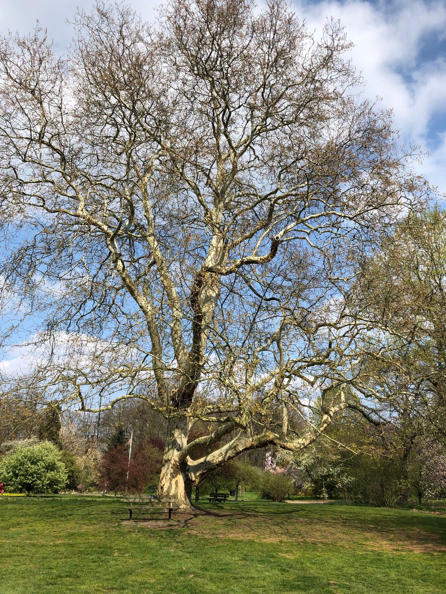 Mabo Boomkwekerijen tweet media