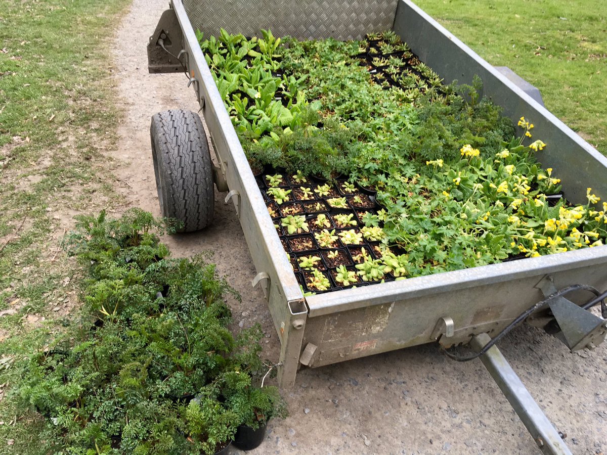 bethan_gardener's tweet image. Looking forward to seeing these beauties growing along @NTFellFoot stream side! All sorts of Primula’s going in now #streamside #woodland #
