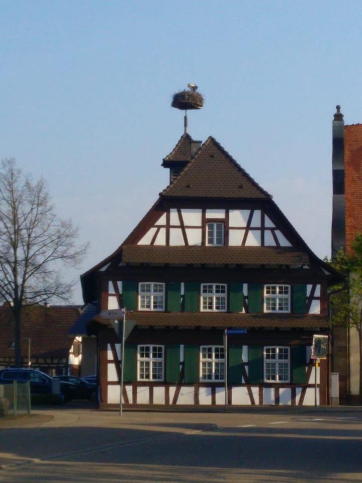 W Alzacji kasztany szykują się do kwitnienia, a "moje" bociany już mają małe!