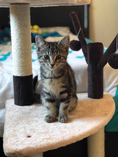 Perfect #pets need a Purrfect Partner. Visit us at purrfectpartners.co.uk and facebook.com/Purrfect-Partn… to learn more about our bespoke pet services. Serving #harlow, west essex and east herts areas.