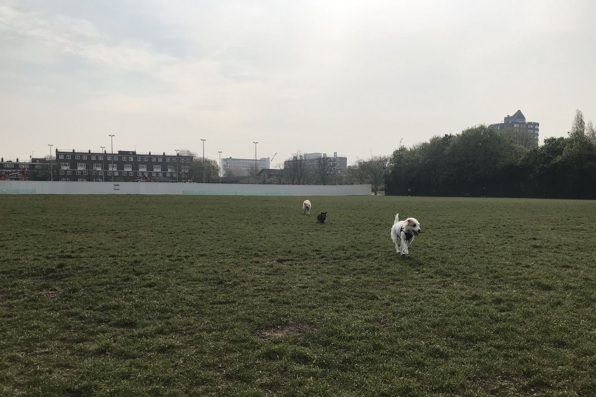 HowardsWayOut's tweet photo. The zoomies fly past! Itโs an ear thing! Remembering @Cafeterrier #RememberingLeo #ItsAnEarThing #EverybodyLovesLeo https://t.co/XMyAfvLe5H