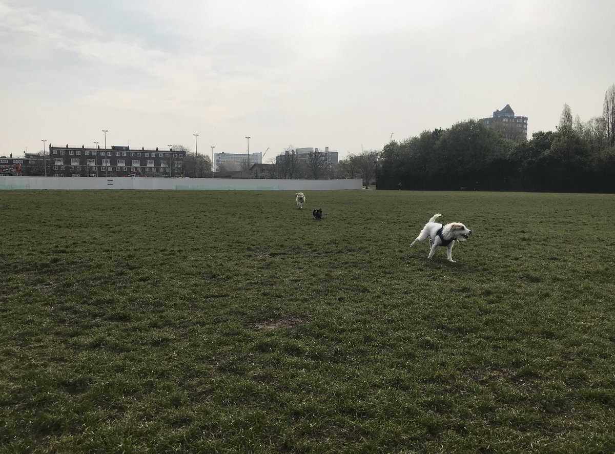 HowardsWayOut's tweet photo. The zoomies fly past! Itโs an ear thing! Remembering @Cafeterrier #RememberingLeo #ItsAnEarThing #EverybodyLovesLeo https://t.co/XMyAfvLe5H