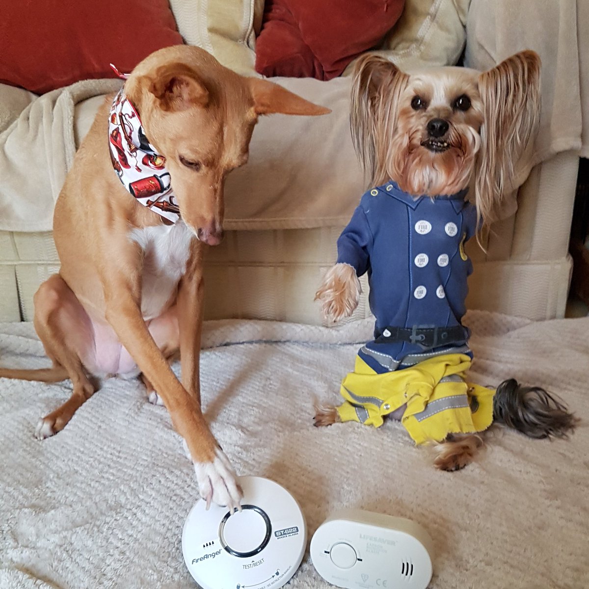 Mr_Pelucchi's tweet photo. Mosca knows what to do this #testittuesday do yous? Go #PushTheButton and #presstotest yous smoke and carbon monoxide alarms. https://t.co/CFbkTgI1Ca