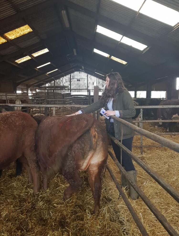 BlunhamBlog's tweet photo. We had a fantastic day at pre lims and parry cup competitions on Sunday! Thanks to Leighton Buzzard YF and their rally committee for having us 😊
🏆 Junior tug team pulling @ rally
🏆Men’s tug team pulling @ rally AND undefeated on every pull!
🏆Highly placed in stockjudging 🐮 https://t.co/GTpKySOh5e