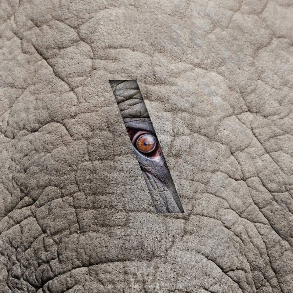 Known as the world’s largest land mammal, elephants have quite the commanding presence, but because ivory is so valuable to poachers, many elephants have been killed for their tusks. #SaveTheElephantsDay