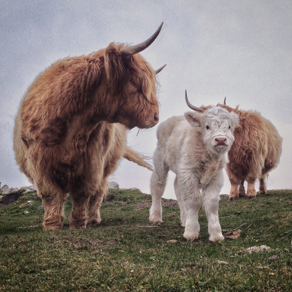 Life on the croft...
Gypsy very proud of her white boy, Flòki 🐮❣
 #coosday 
#Scotland #Hebrides #croft #ScotlandIsNow #farming #countrylife #babycoo #OuterHebrides #Springtime #motherhoodmatters