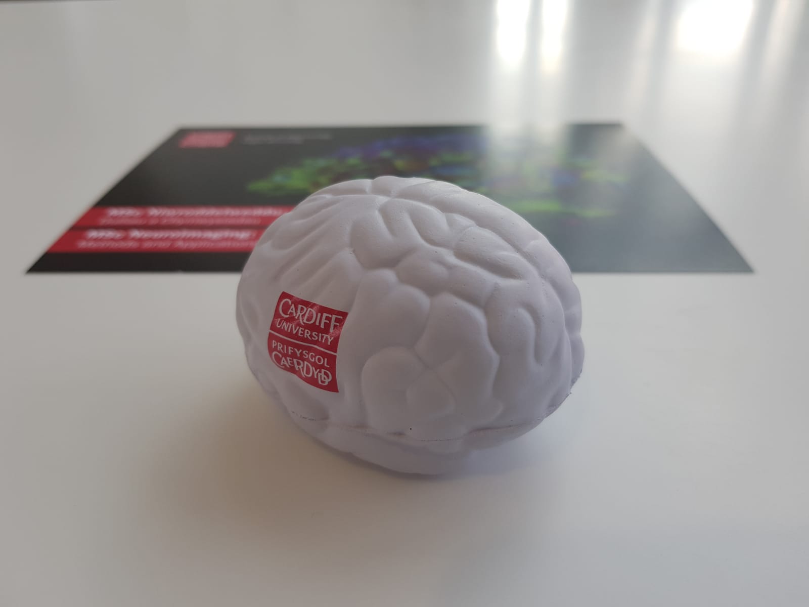 How To Make A Brain Model Out Of Styrofoam
