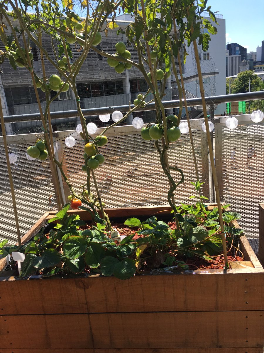 Gayle_GSB's tweet image. Tomorrow I’m presenting “aging naturally” to the @AUTuni Never2Old group. Regardless of whether we start on a farm, in the city, or with a window box, we all need nature for health &amp;amp; wellbeing #designfornature #ChooseLandscape #activeaging