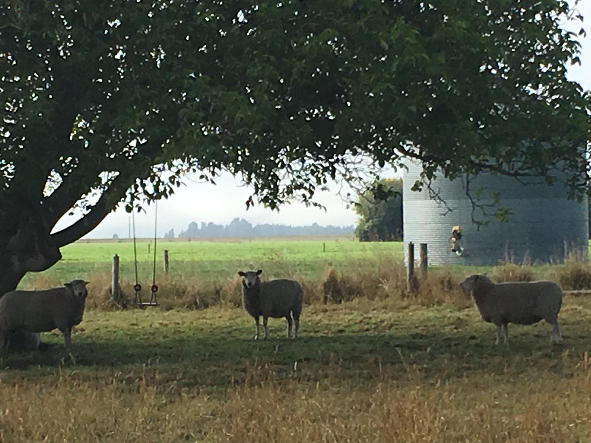 Gayle_GSB's tweet image. Tomorrow I’m presenting “aging naturally” to the @AUTuni Never2Old group. Regardless of whether we start on a farm, in the city, or with a window box, we all need nature for health &amp;amp; wellbeing #designfornature #ChooseLandscape #activeaging