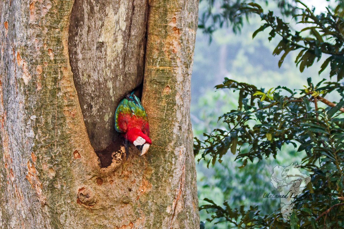 UntamedExp's tweet photo. The Peruvian Amazon is home to a plethora of spectacular bird species, and the red-and-green macaw (Ara chloropterus) is always photogenic. Unfortunately, they are in population decline due to habitat loss/deforestation. Untamed Peruvian Amazon Expedition. https://t.co/KOtI0JEhb0 https://t.co/SjUSvOEVfz