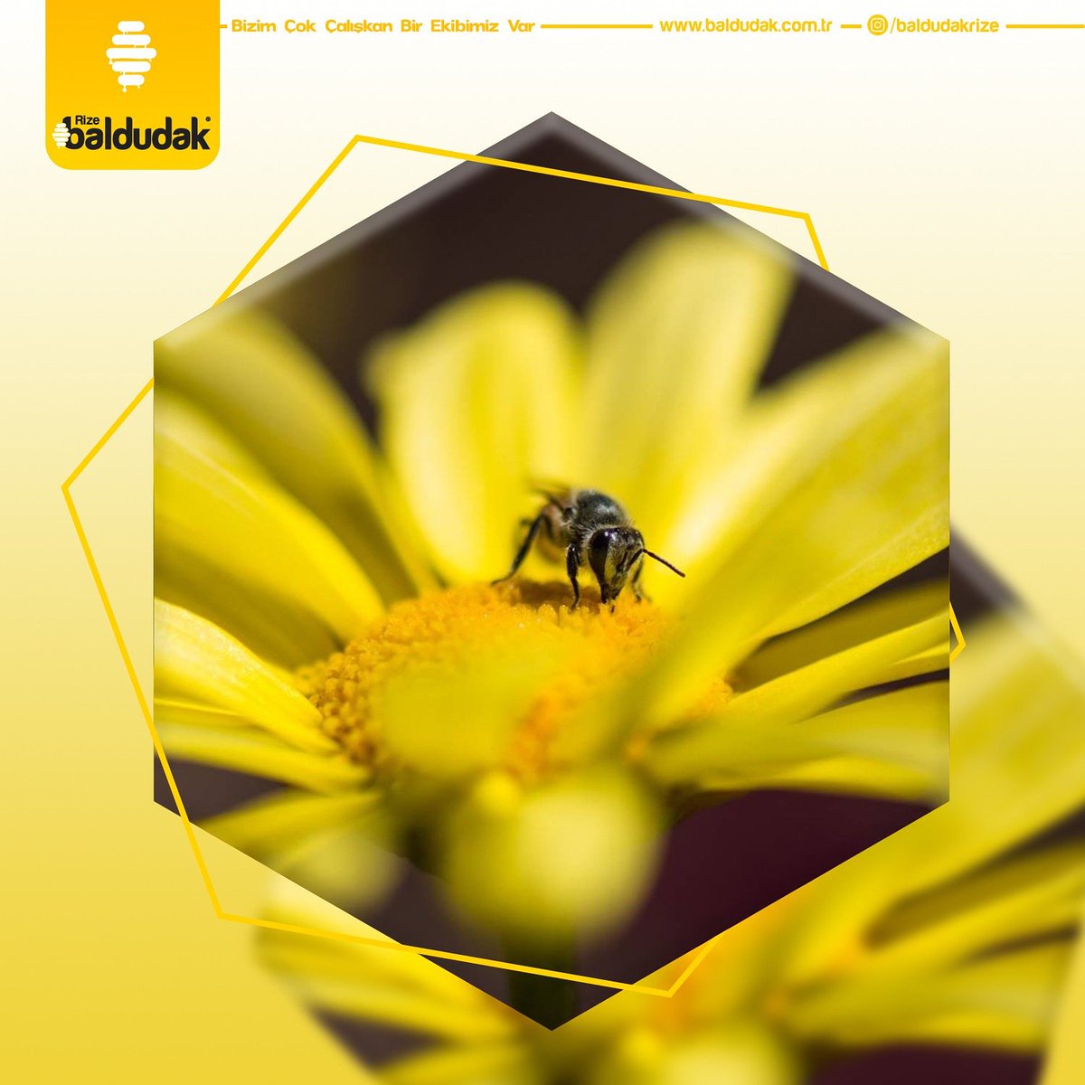 RizeBaldudak's tweet photo. 🍯🐝BALDUDAK RİZE🍯🐝
.
. #rize#tarbzon#istanbul#bal#balci#arikovani#artvin#ankara#dubai#rusya#italya#nişantaşi#bağcilar#etiler#bahçeşehir#beylerbeyi#izmir#konak#antalya#kibris#arabistan#konya#bursa#anzerbaki#germany#katar#libya#azerbeycan#çin#orjinal https://t.co/cvJ9K91ZvS