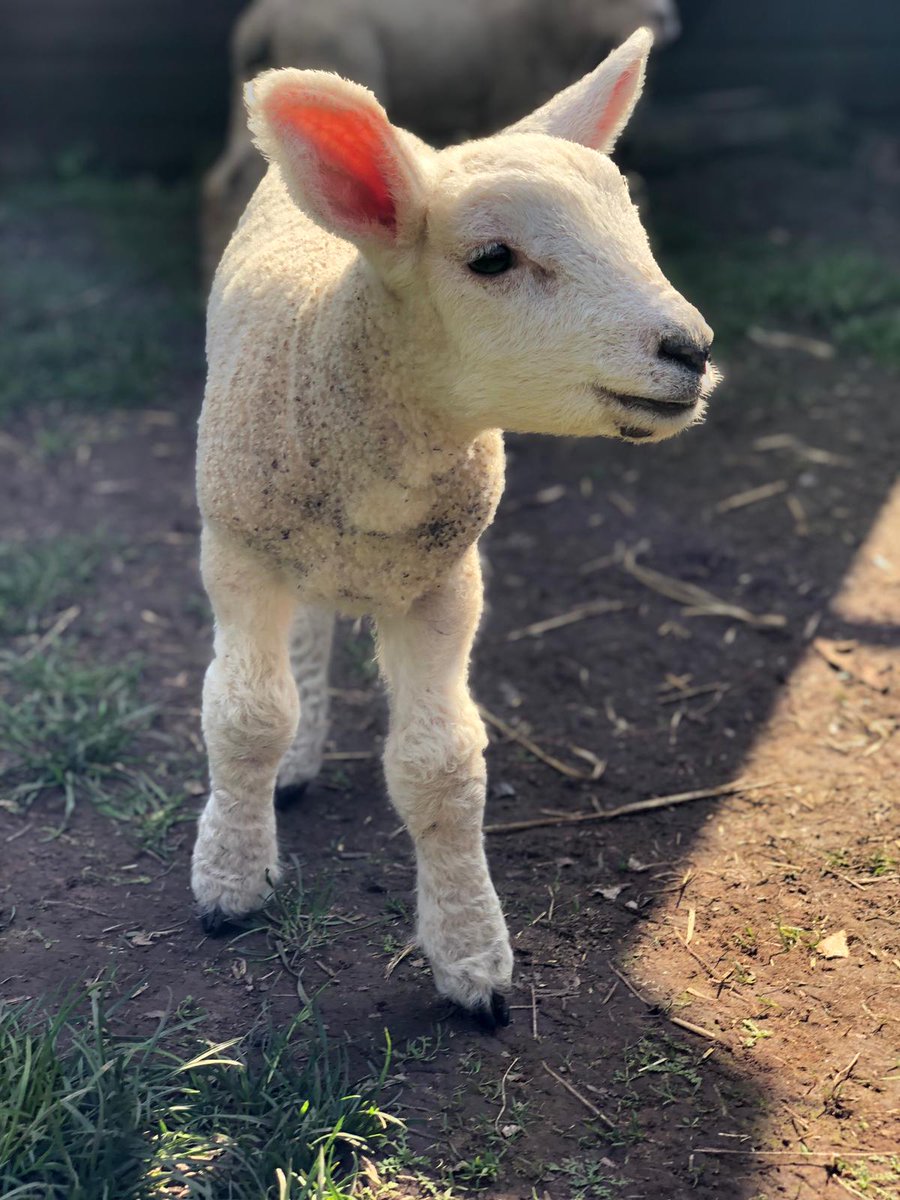 powderhamcastle's tweet photo. Looking for #EasterActivities for the kids? Discover Woolly Week at Powderham Castle! With Sheep Shows, Easter trails, adorable lambs and more!
https://t.co/7iAR6Q7sn3 #easteractivities #easterfun #devoneaster #exetereaster https://t.co/CEHon4kwEc