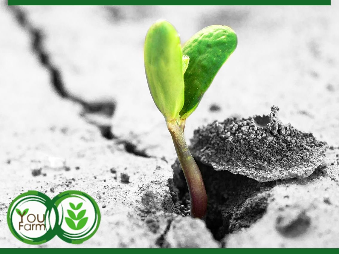 Choose agriculture and choose being a smart farmer! Be part of the agricultural value chain by trusting us with your investment. Visit buff.ly/2u1ADTO and become an investor.