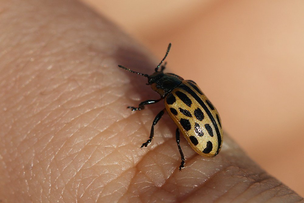 Het wilde leven tweet media