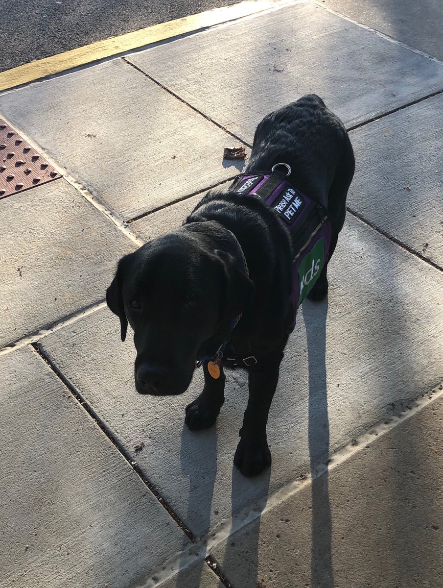stacyandbob1's tweet image. He’s an official Facility Dog #purplevest #masdproud #gogideon