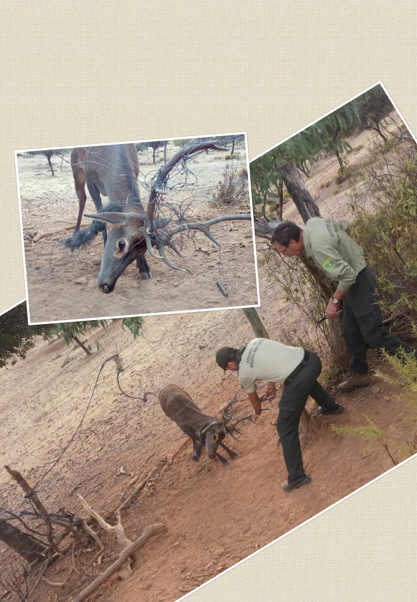 UGTAMNEXT's tweet photo. Las #alambradas suponen un peligro para la #fauna si no está en buen estado
En este caso un #ciervo que quedó atrapado pudo ser liberado por los #AMN
El control de las autorizaciones y condicionado de las alambradas es uno de los trabajos que realizan los #AMN de @Junta_Agricultu https://t.co/cqm8QVjDgG