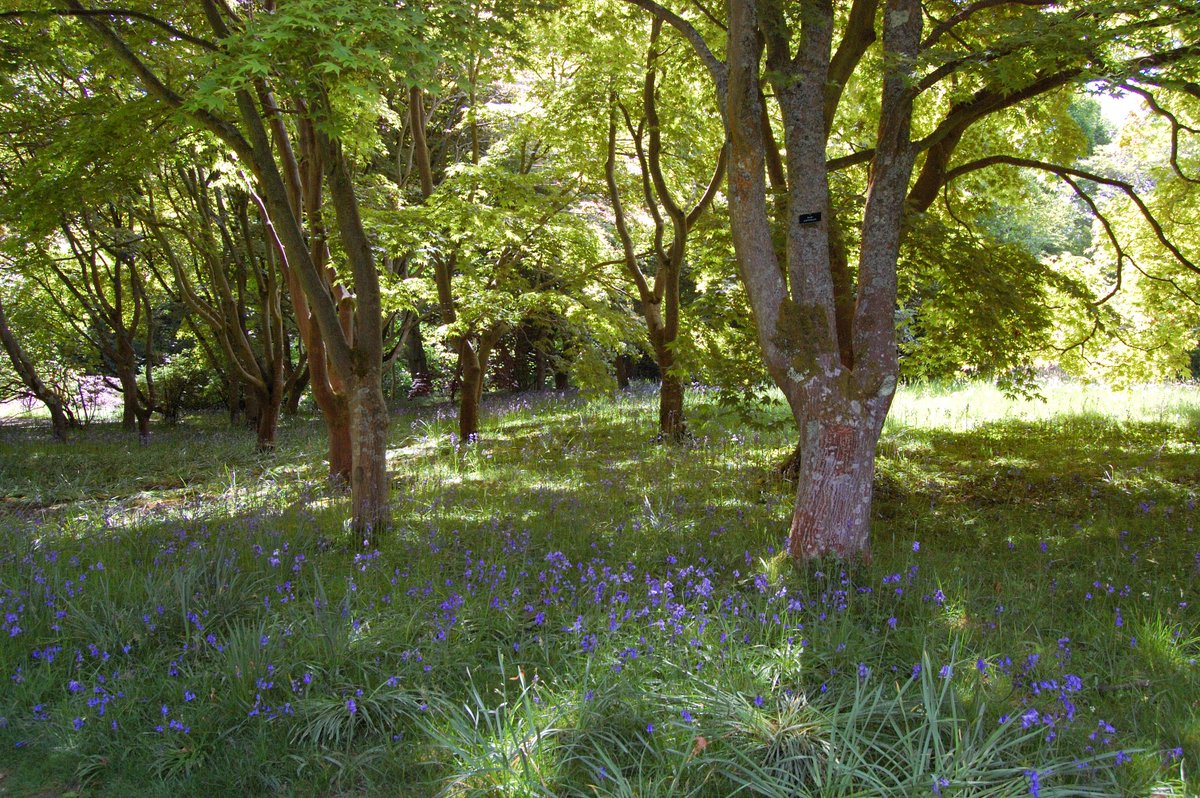 werncottage's tweet photo. So lucky to be close to one of the most beautiful gardens around. Bodnant is fabulous at any time of year but particularly in spring we think. #NationalTrust #BodnantGarden #GardenersWorld #bluebells https://t.co/RzXCtmhI0P