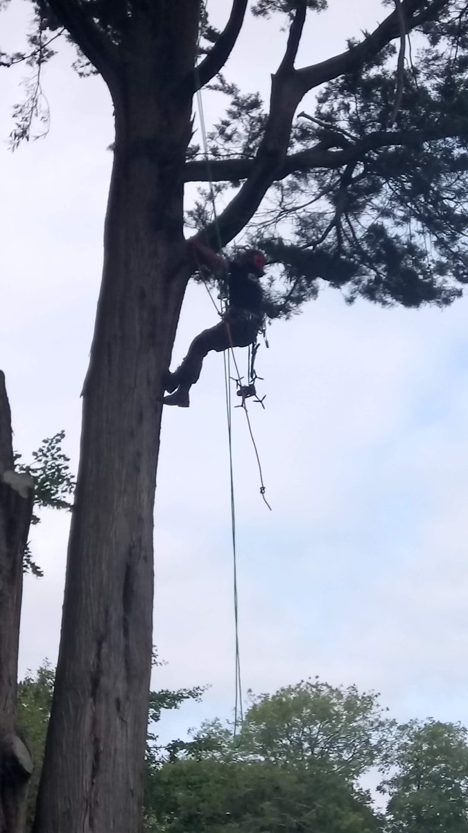 CharlieSurgery's tweet photo. I'm not always up trees to do arboriculture! This was the retrieval of a drone which had become lodged in the branches some 50 ft up! One very happy customer to have it back down safely! https://t.co/jzEGxVaVTP