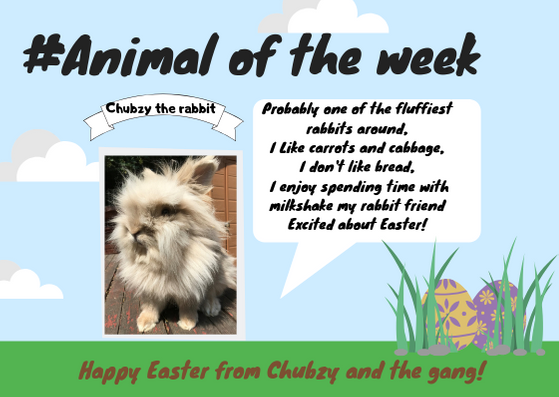 BalsallHeathCF's tweet photo. #AnimaloftheWeek! It's Chubzy!
#SupportOurFarm! https://t.co/Q17IDwbcri