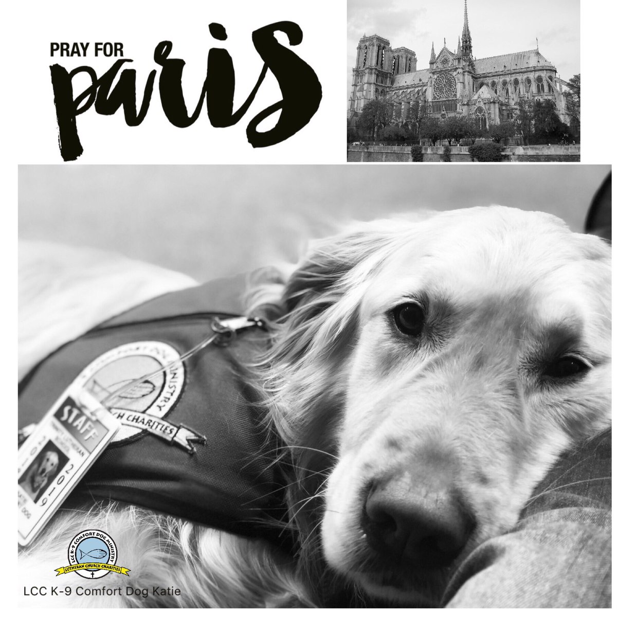 katiecomfortdog's tweet photo. @K9ComfortDogs Sending our thoughts and prayers to the people of Paris -Notre Dame Cathedral fire. ❤️🐾❤️ #NotreDameFire #PrayersForParis #k9comfortdogs #loveinaction #comfortlife #hugs #goldenlove #goldenretriever https://t.co/eqdnqXhCki