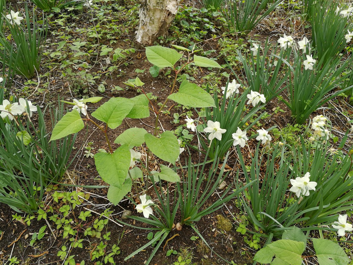 EU_Aliens's tweet photo. The movement of top soil for building gardens is an important #pathway for the spreading of 🌱#invasivealienspecies 🌿plants' #rhizomes or #stolons, such as those of #Fallopiajaponica #JapaneseKnotweed, #Artemisiavulgaris, #Calistegiasepium & #Duchesneaindica. Check it carefully! https://t.co/fL9Olwsy68