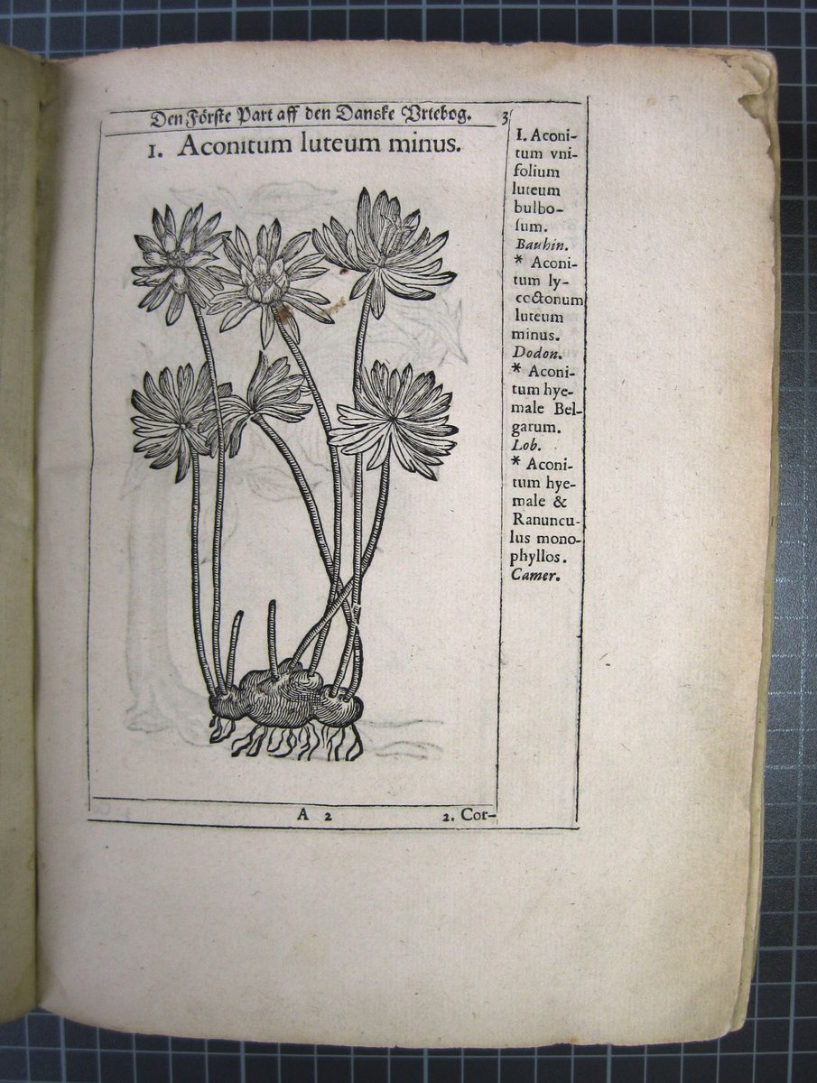 kristofselle's tweet photo. The first Danish edition has entered into the #STCV Short Title Catalogus Vlaanderen! The botanical woodblocks of ‘Den Danske vrtebog’ were printed in Antwerp at the Officina Plantiniana. Afterwards the text has been printed in Copenhagen. See https://t.co/29h28hUiit https://t.co/ylXV0Tenj4