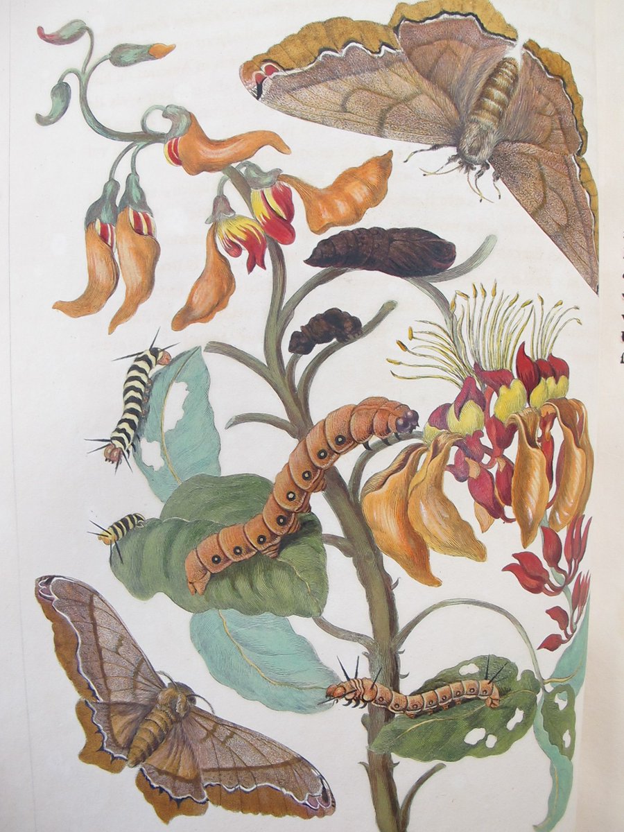 The folio-sized copy of ‘Metamorphosis’ held in the museum library contains 60 hand-coloured plates engraved and etched by Merian. For 17th century Europeans, Merian’s illustrations of Suriname insects were an insight into an unknown world #NationalLibrarianDay