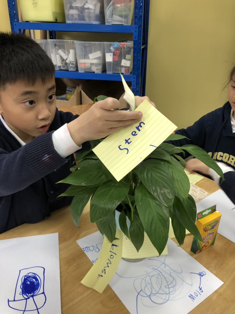 kngodbout's tweet photo. More plant investigations happening with the kinders @ConcordiaSH #ConcordiaSTEM #concordiaoutdoors https://t.co/kV9XIY7T4p