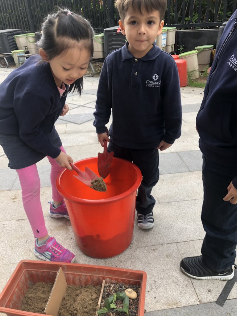 kngodbout's tweet photo. More plant investigations happening with the kinders @ConcordiaSH #ConcordiaSTEM #concordiaoutdoors https://t.co/kV9XIY7T4p