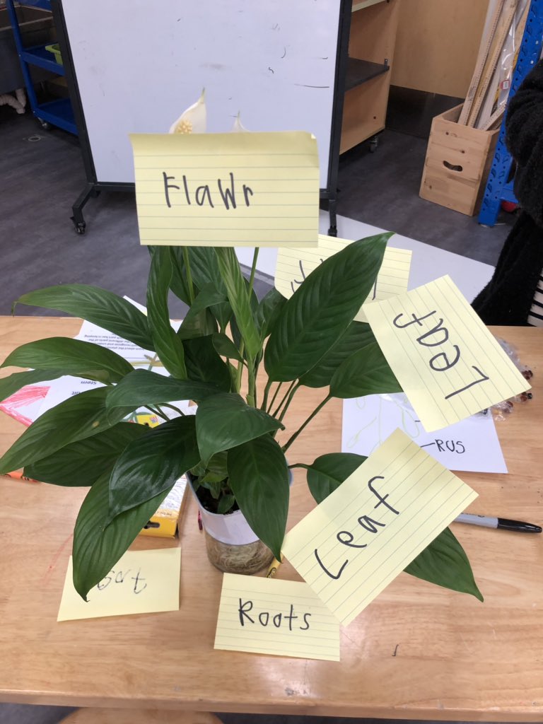 kngodbout's tweet photo. More plant investigations happening with the kinders @ConcordiaSH #ConcordiaSTEM #concordiaoutdoors https://t.co/kV9XIY7T4p