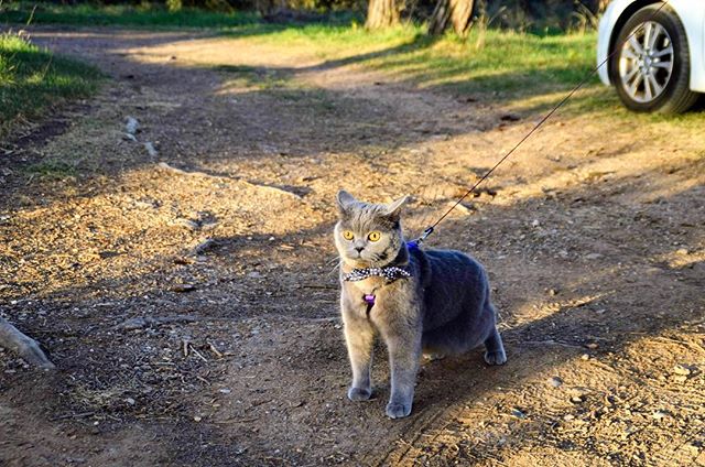 RonaldAndMarley's tweet photo. 🐱Nothing good ever comes from this look👀 🌲🌿🍂🌞 #ronald #britishronald #sirronald #ronaldrules #spring #april #tuesday #meow #miau #catsofinstagram #catsofworld #1millioncatsunited #kittens #cat https://t.co/X2CyozsFmx https://t.co/iRlM3ZFTd8